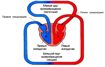 круги кровообращения человека