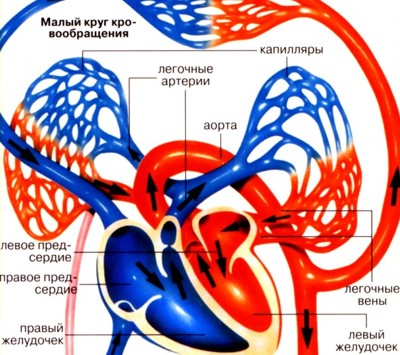 Как движется кровь в организме человека