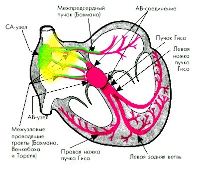 возбуждение правого предсердия