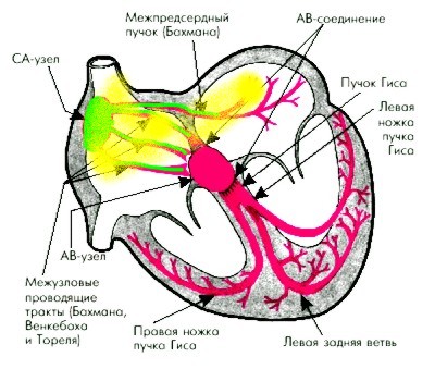 возбуждение левого предсердия