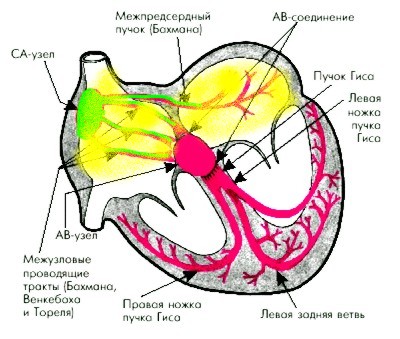 возбуждение обоих предсердий