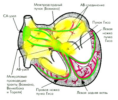 возбуждение левой половины МЖП