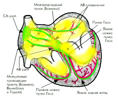 возбуждение левого желудочка