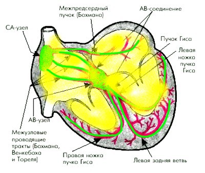 конец деполяризации