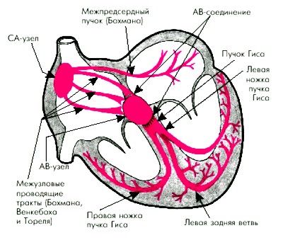 проводящая система сердца