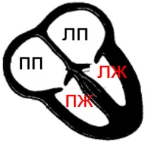Сердце состоит из 4 камер