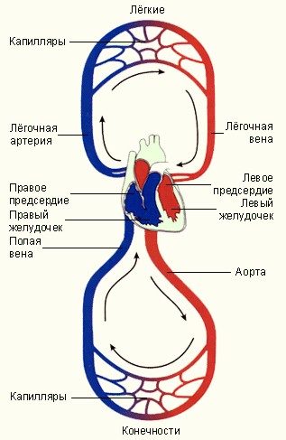 Кровообращение