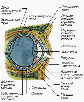 строение глаза человека