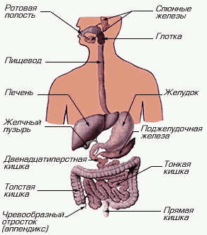 пищеварительная система человека