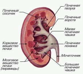 строение почки