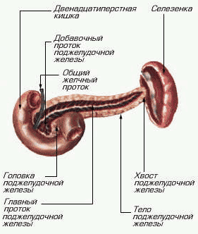 поджелудочная железа