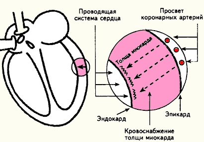 кровоснабжение толщи миокарда