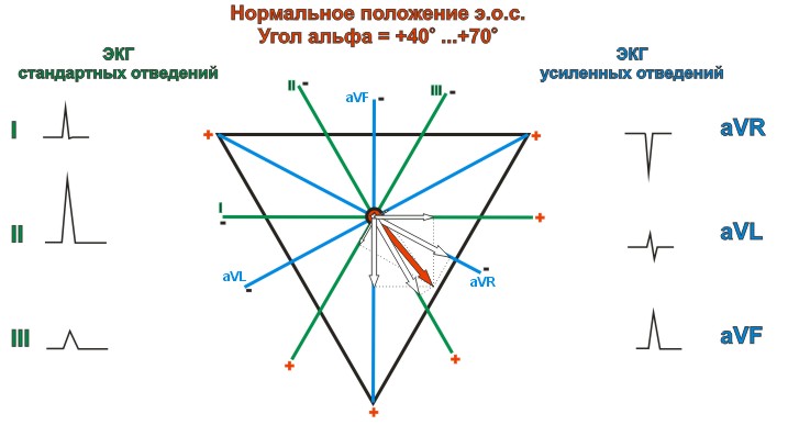 Нормальное положение электрической оси сердца