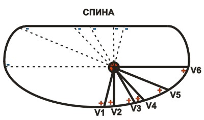 Оси грудных отведений