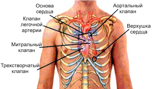 проекция сердечных клапанов
