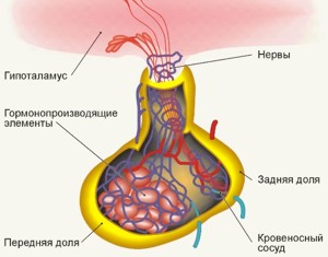 гипофиз
