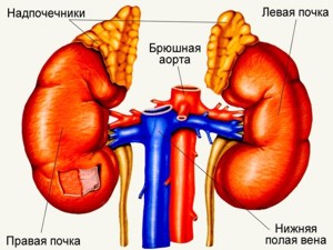надпочечники