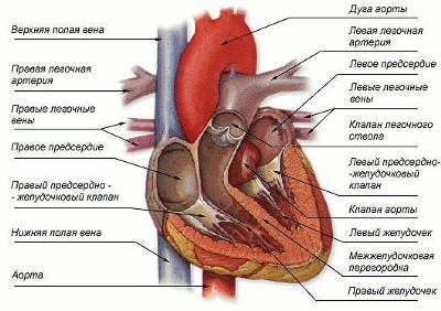 сердце человека