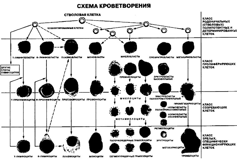 схема кроветворения